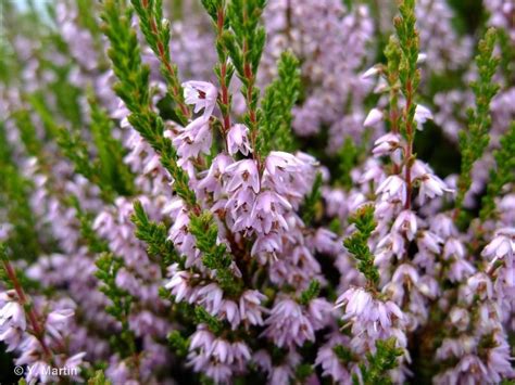 Calluna Vulgaris L Hull 1808 Callune Commune Callune Béruée