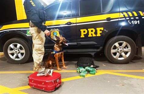 Grupo De Operação Com Cães Da Prf Em Cuiabá Mt Realiza Duas Apreensões