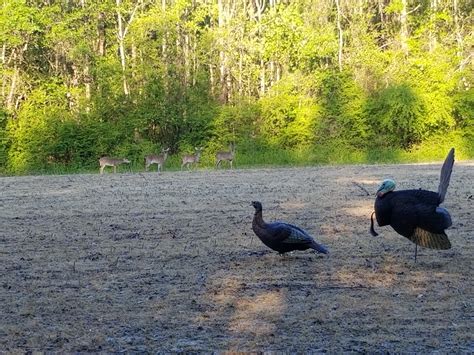 Only saw a hen today, but I had a surprise from a buck and three does. Any recommendations for ...