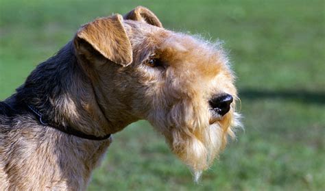 Lakeland Terrier Breed Information Vetstreet Vetstreet