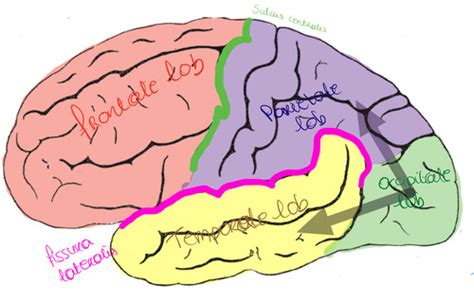 H De Biologische Basis Van Het Gedrag Flashcards Quizlet