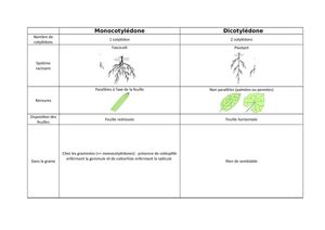 Bio végé coupes cellules microscopes Biologie végétale Biologie