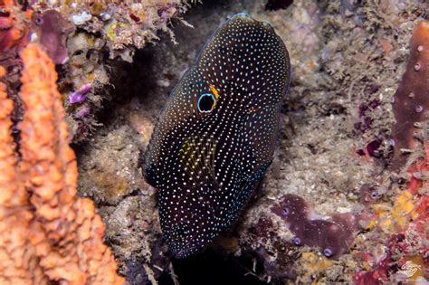 Comet Fish Facts And Photographs • Seaunseen