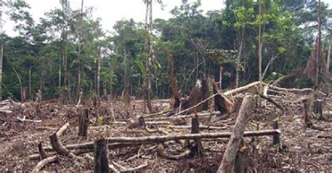 Déforestation massive le Brésil perd annuellement en forêt l