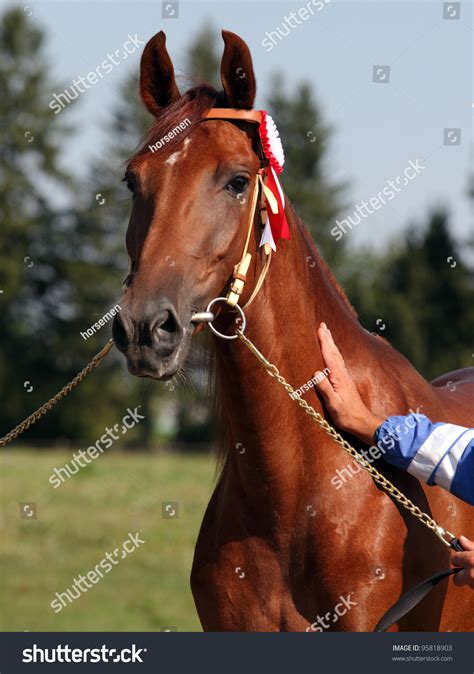 1,076 Horse Show Awards Images, Stock Photos & Vectors | Shutterstock