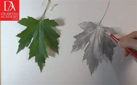 How To Draw Pumpkin Leaves 10 Amazing And Easy Tutorials