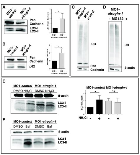 Atrogin 1 Deficiency Results In An Accumulation Of P62 And Lc3 Ii And