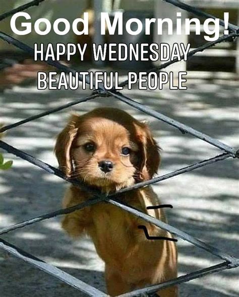 Pin by Tania Merke on Month/Days Pics | Morning quotes funny, Wednesday ...
