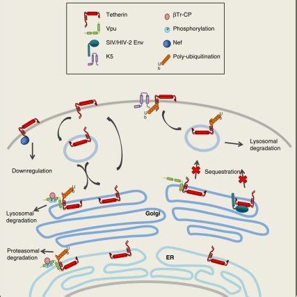 Antiviral Mechanism Of Tetherin A Tetherin Localizes To The Virus