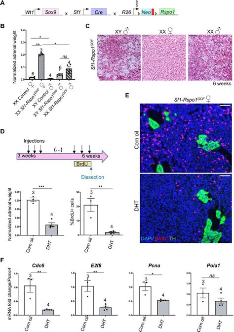 Sexually Dimorphic Response To Rspo1 Overexpression Is Caused By