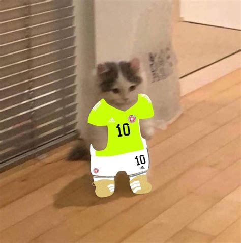 A Cat Wearing A Soccer Jersey Standing In Front Of A Window