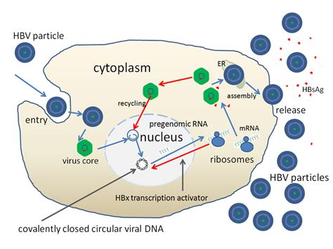 Hepatitis B Virus E Learning Mit Lecturio