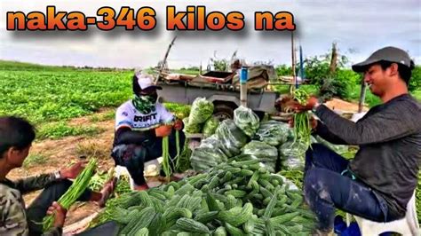 Rd Harvest Ng Ampalaya Sulong Ang Bunga Stable Ang Presyo Youtube