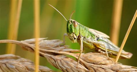 Les Scientifiques S Alarment D Une Arm E D Insectes G N Tiquement