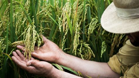 Fotos Conhe A Lavoura De Arroz Especial Uol Economia