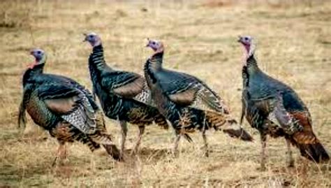 Join The Pennsylvania Game Commissions Wild Turkey Sighting Survey For