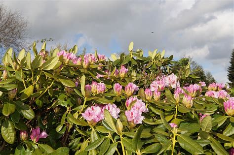 Rhododendren Busch Blüten Kostenloses Foto auf Pixabay