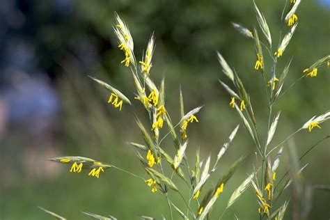 Grass Bloom Bromegrass Free Photo On Pixabay Pixabay