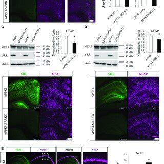 Srr gene-deletion attenuated the pathological changes in APPKI mice ...