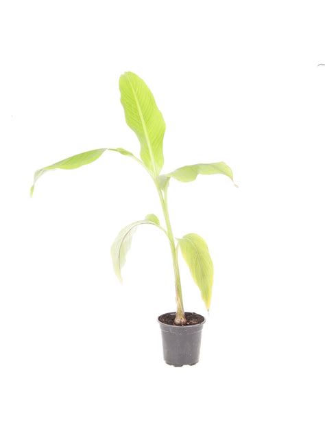 Musa Basjoo Japanese Banana Plant 1l Banana Plants Plants Foliage