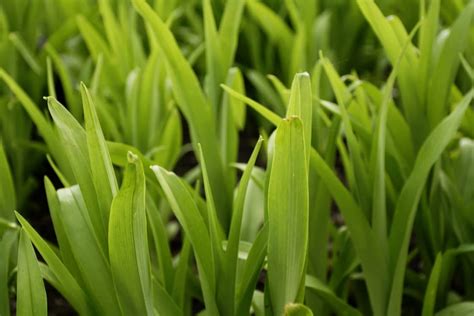 Gazon kikuyu le gazon résistant à la sécheresse Jardiner facile