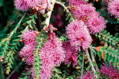 Melaleuca | Horticulture Week