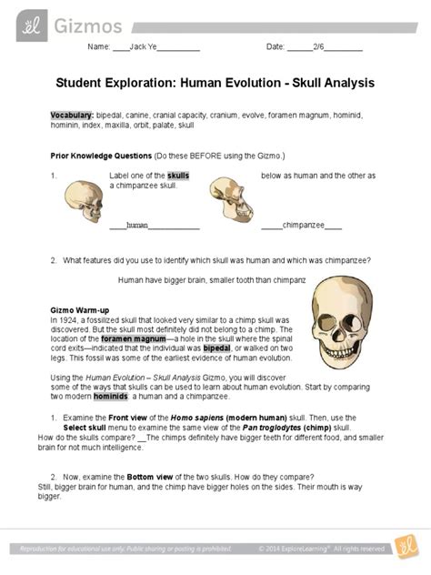 Student Exploration Human Evolution Skull Analysis Pdf Homo