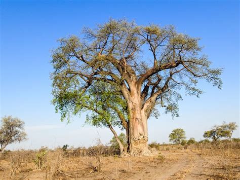 Baobá árvore de origem africana que chama atenção por seu tamanho