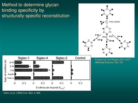 Ppt Glycan Binding Proteins Powerpoint Presentation Free Download