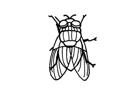 Coloriage Mouche Coloriages Gratuits Imprimer Dessin