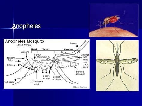 Ppt Medical Entomology Powerpoint Presentation Free Download Id