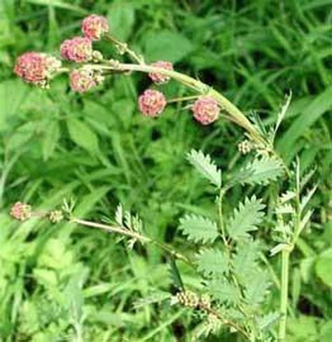 X Sanguisorba Minor Pimpernel Pot Cm X Cm Bol