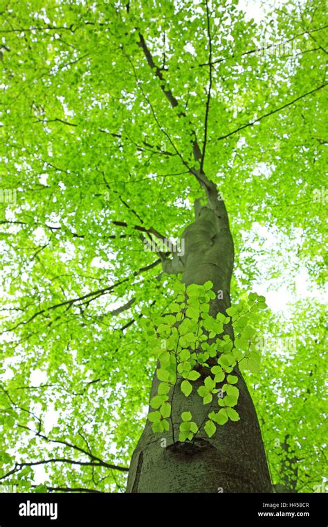 Hornbeam Carpinus Betulus Detail From Below Plant Tree Broad