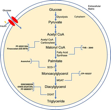 Lipogenesis