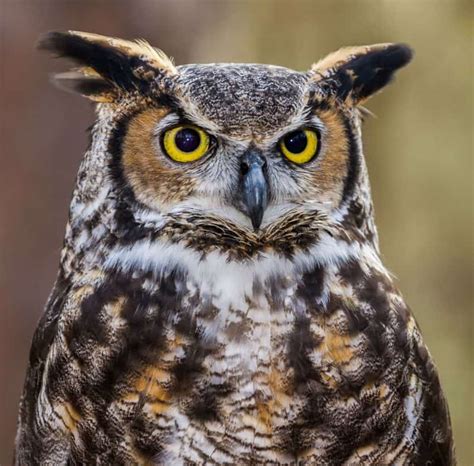 Owls In Louisiana Birdwatching Central