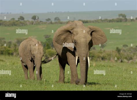 Elephant Holding Tail Hi Res Stock Photography And Images Alamy