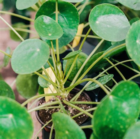 Pilea (Chinese Money Plant) · Plants living their best lives