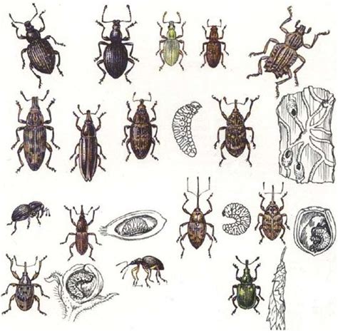 Classificazione Semplificata Degli Insetti