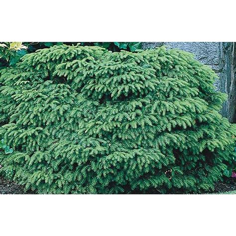 2 Gallon Birds Nest Spruce Accent Shrub In Pot L3936 At