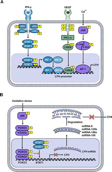 Complement Factor H In Molecular Regulation Of Angiogenesis