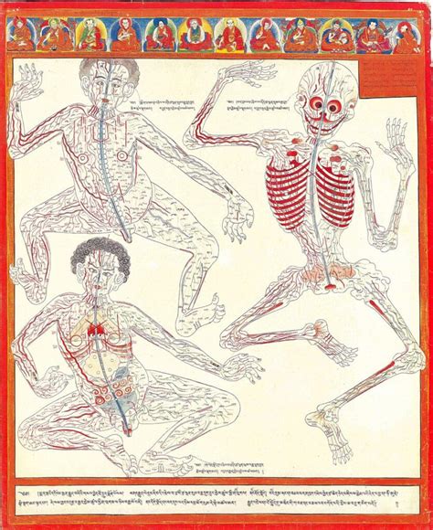 Minor Connecting Blood Vasculature Of The Body Including Gut