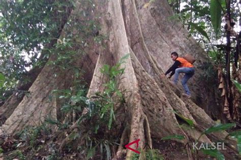 Pecinta Lingkungan Balangan Temukan Pohon Sangat Besar Antara News