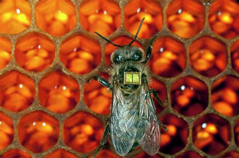 Honey Bee Pesticide Research #3 Photograph by Philippe Psaila - Fine Art America