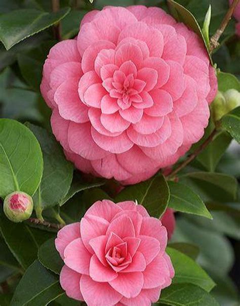 Camellia Japonica Mrs Tingley U S Pretty Flowers Rare