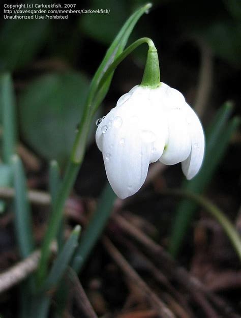 PlantFiles Pictures Galanthus Species Common Snowdrop February Fair