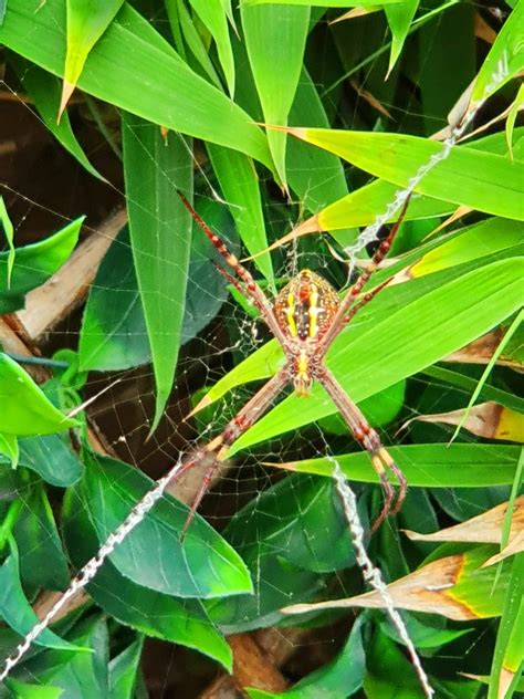 St Andrews Cross Spider Wildlife Den South African And Australian