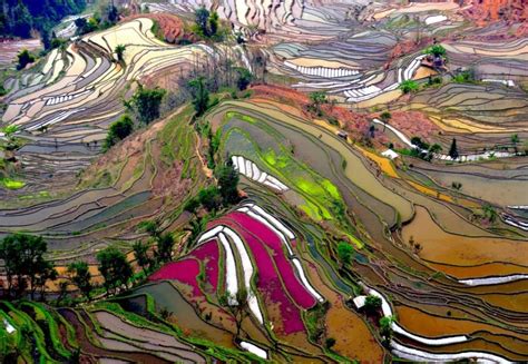 Rice fields, Yunnan, China photo on Sunsurfer