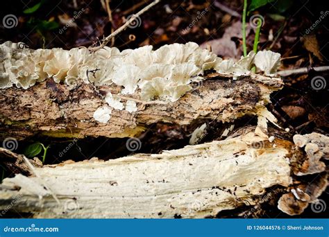 Fungus Growing On A Rotting Log In The Forest Stock Photo Image Of