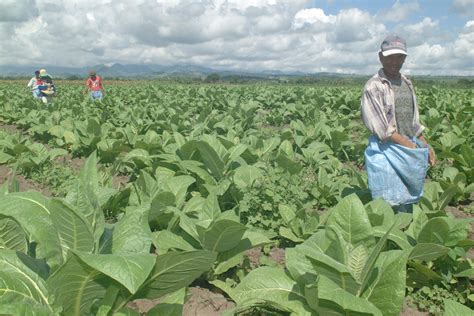 The Marcoses And The Ilocano Tobacco Farmers Businessworld Online