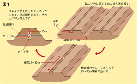 秋ジャガイモの作り方・栽培方法や貯蔵方法を解説！おすすめ品種も紹介 タキイネット通販